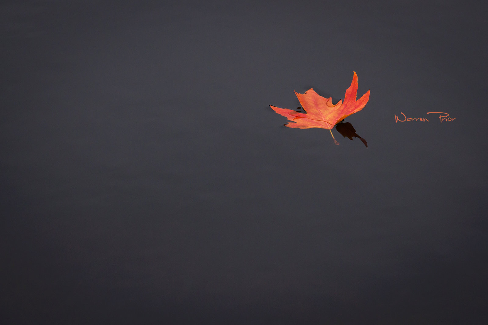 Autumn leaves