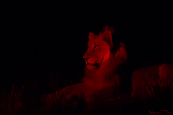 A young male lion in the glow of a spotlight