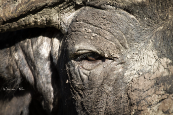 Window to the soul of a Cape buffalo