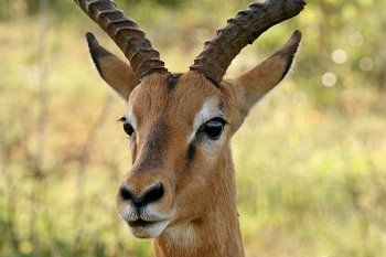 Wounded impala