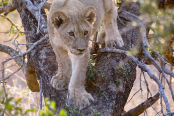 A young lion cub climbing down a tree