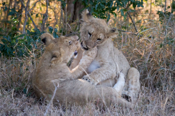 Two lion cubs playing