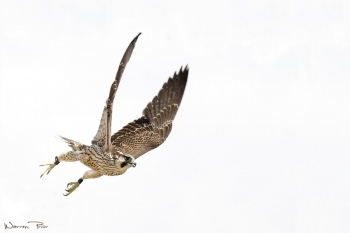 Lanner falcon take off