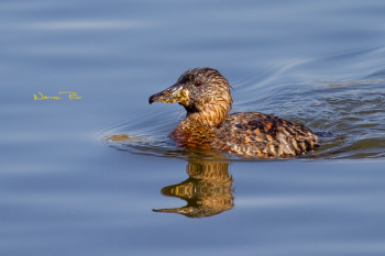 A white-backed duck at Tala. Perhaps a few too many highlights in this shot, but I still love the calmness of the water.