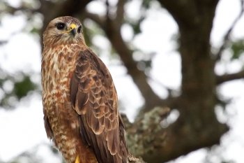 A steppe buzzard at iMfolozi